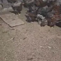 مرغ وخروس|حیوانات مزرعه|اقلید, |دیوار