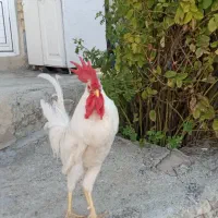 خروس خانگی سفید