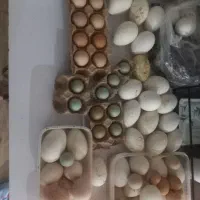 تخم نطفه دار انواع پرنده