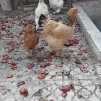 تخم مرغ نطفه دار برهما|حیوانات مزرعه|یزد, |دیوار