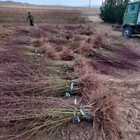 نهال تضمینی