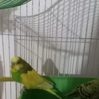 مرغ عشق نر و ماده که سه تا تخم هم دارند