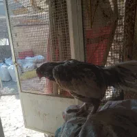 لاری نصل پاکستانی|حیوانات مزرعه|ری, حمزهآباد|دیوار