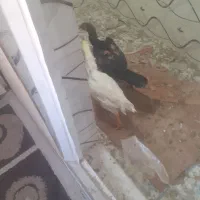 لاری ۸ مه قیمت مزایده