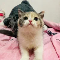بچه گربه رشت و صومعه سرا