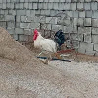 خروس جوان سفید دیلگونی پا پر