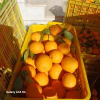 پرتغال خونی و تامسون|خوردنی و آشامیدنی|مرزیکلا, |دیوار