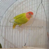 ۸ ماهه نر اوپال سالم سرحال