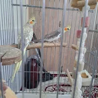 عروس هلندی جفت سالم وسرحال