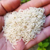 ۴۰۰کیلو برنج طارم هاشمی اصل دارم یک جا میفروشم