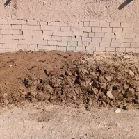 کود حیوانی از گاو بفروش می رسد