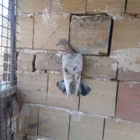 سرخ هفترنگ رنگ خطی