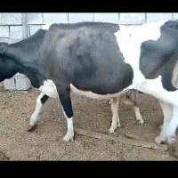 فروش گاو هلشتاین زایده با گوساله نر|حیوانات مزرعه|بهبهان, |دیوار