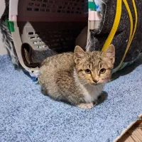 واگذاری بچه‌گربه خونگی و دستی (مهربون و اجتماعی)|گربه|ساری, |دیوار