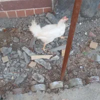 خروس سفید ۴ ماهه