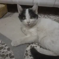 بچه گربه|گربه|یزد, |دیوار