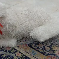 عروسک|اسباب‌بازی بچه|تربت جام, بسیجیان|دیوار