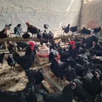 تخم مرغ نطفه دار بومی از مرغ سیاه|حیوانات مزرعه|کاشان, فاز ۲ ناجی آباد|دیوار