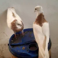 طوقی|پرنده|جلگه رخ, |دیوار