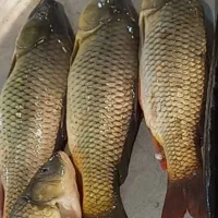 ماهی تازه کپور