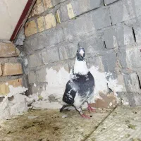 کفتر پلاکی ابلغ و کویتی و چاپی