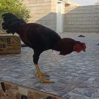 فروش  مرغ و خروس