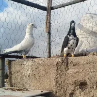 کفر نر دم سبز و شهری گل دار