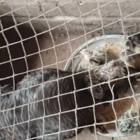 جوجه بوقلمون با مادر  جوجه ۲۰۰ و مادر ۱۲۰۰|حیوانات مزرعه|سنگر, |دیوار