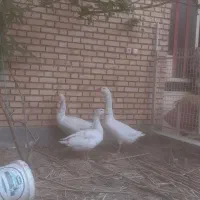 غوغازنروماده