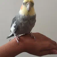 عروس هلندی نر|پرنده|شیروان (خراسان), |دیوار