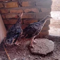 بقلمون|حیوانات مزرعه|آزادشهر, |دیوار