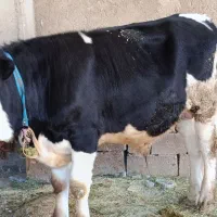 فروش سه راس گوساله نر سیمینتال اصل جنس پرواربندی|حیوانات مزرعه|سیوان, |دیوار