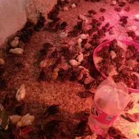 پیش فروش 1000عددجوجه بلدرچین 2روزه به تاریخ 14اذر