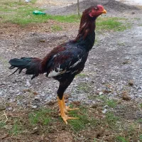 لارری|حیوانات مزرعه|رشت, بیجارپس|دیوار