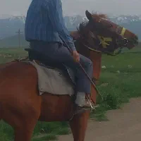 اسب مادیان ۴ساله