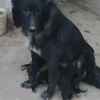 توله سگ