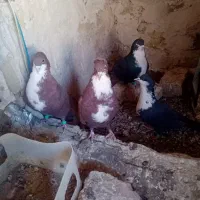 دوجفت کرواتی سرخ وسیاه فروشی|پرنده|تربتحیدریه, اندیشه|دیوار