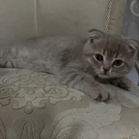 فروش بچه گربه وارداتی|گربه|رفسنجان, |دیوار