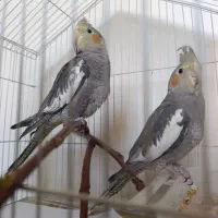 عروس هلندی ۳ ماهه