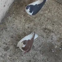 چپ سرخ چپ سیاه چپ‌زرد دم سفید