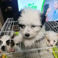 سگ شیتروز کراس عروسکی