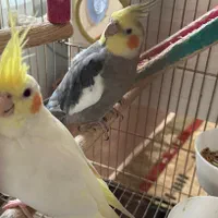 جفت عروس هلندی وحشی مولد تخم گذار
