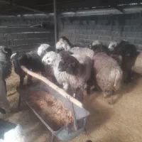 سلام درود|حیوانات مزرعه|مرودشت, زنگی آباد|دیوار