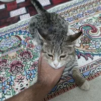 واگذاری ۳ تا گربه ۷ ماهه