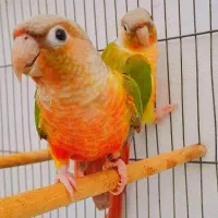 جفت طوطی گرینچیک کلکسیونی فقط 7900ت / ملنگو/عروس|پرنده|رشت, آتشگاه|دیوار