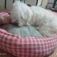 سگ  پاکوتاه|سگ|محمدیه-قزوین, |دیوار