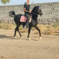 اسبهای یورقه با گوسفند یا بز معاوضه میکنم