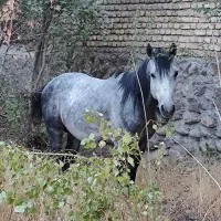 اسب|اسب و تجهیزات اسبسواری|دماوند, دماوند|دیوار