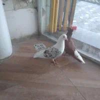 کبوتر رنگی|پرنده|بهبهان, |دیوار