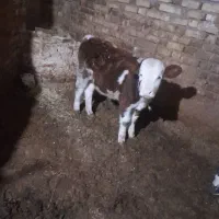 گوساله ماده